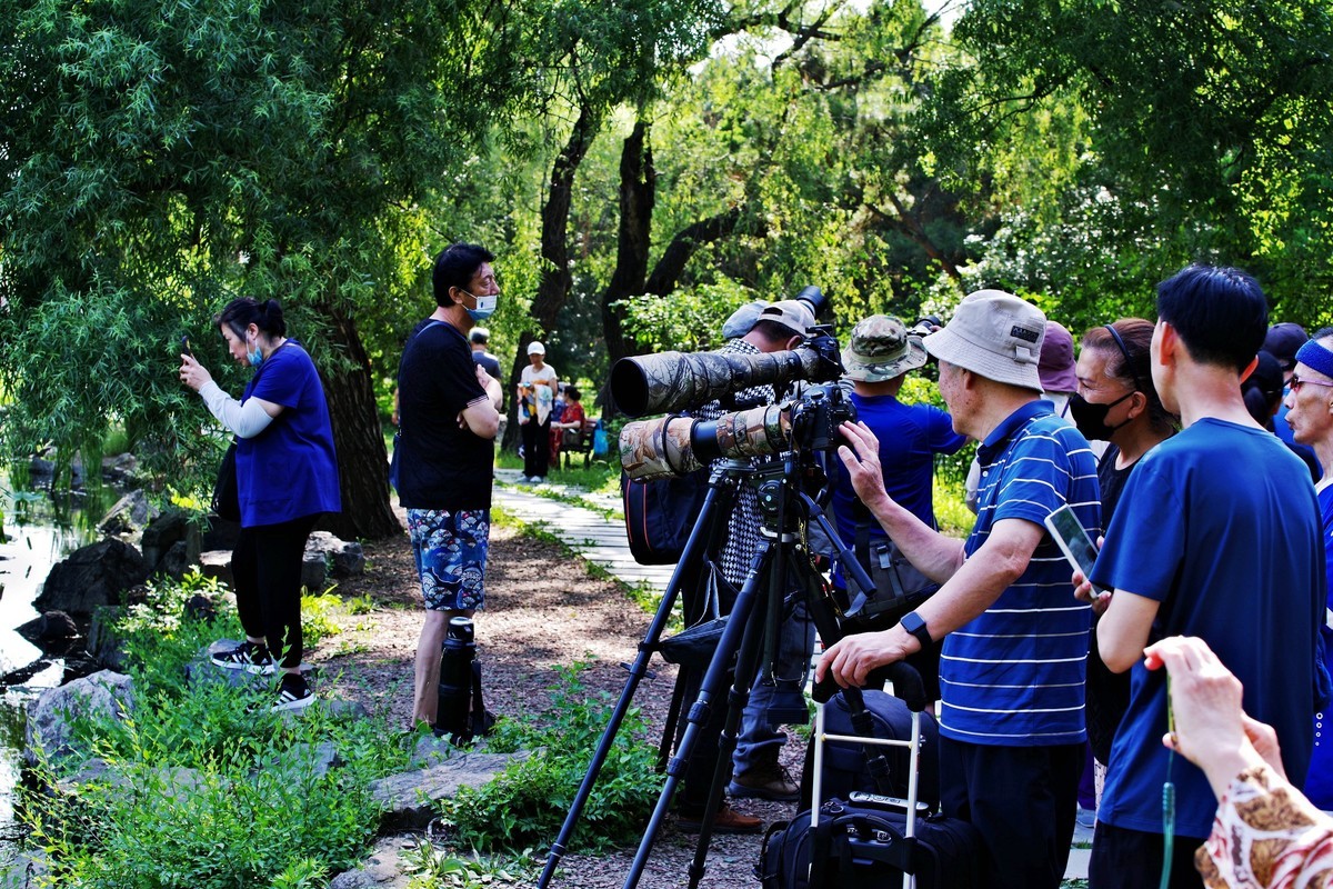 沈阳北陵公园拍荷