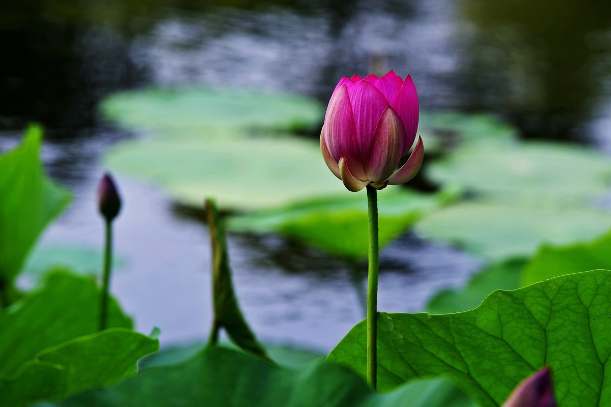 沈阳北陵公园拍荷
