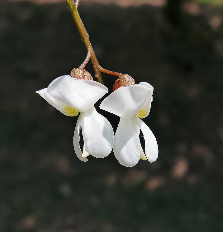 随拍杂拍街拍《风景，花草微距还有妹子》还有抓拍！哈哈