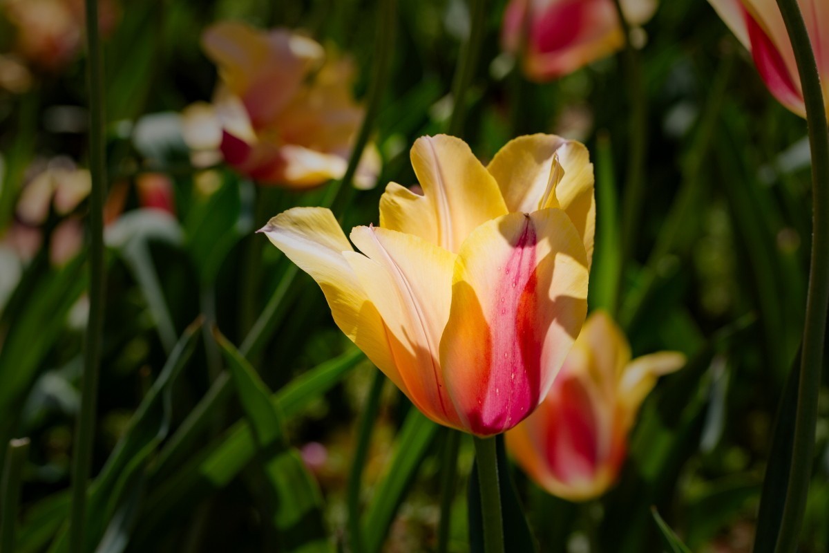 植物园拍郁金香27