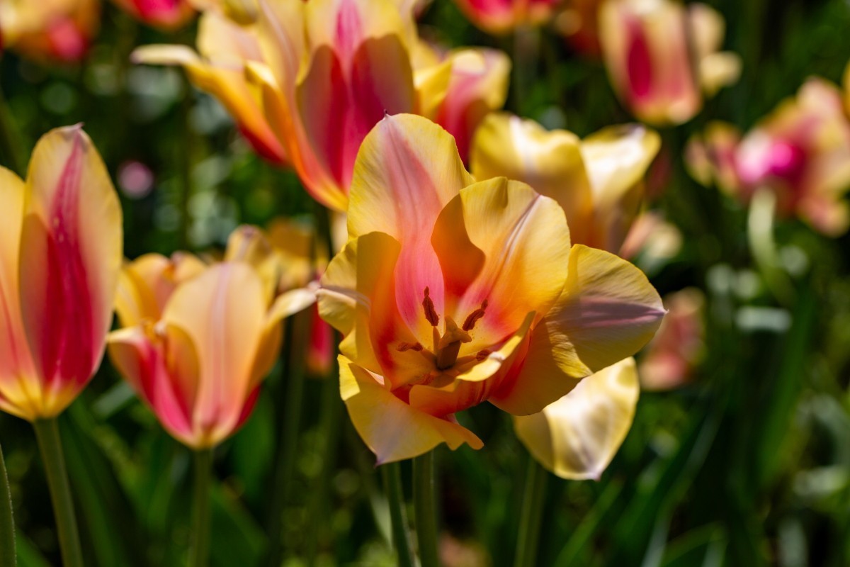 植物园拍郁金香27