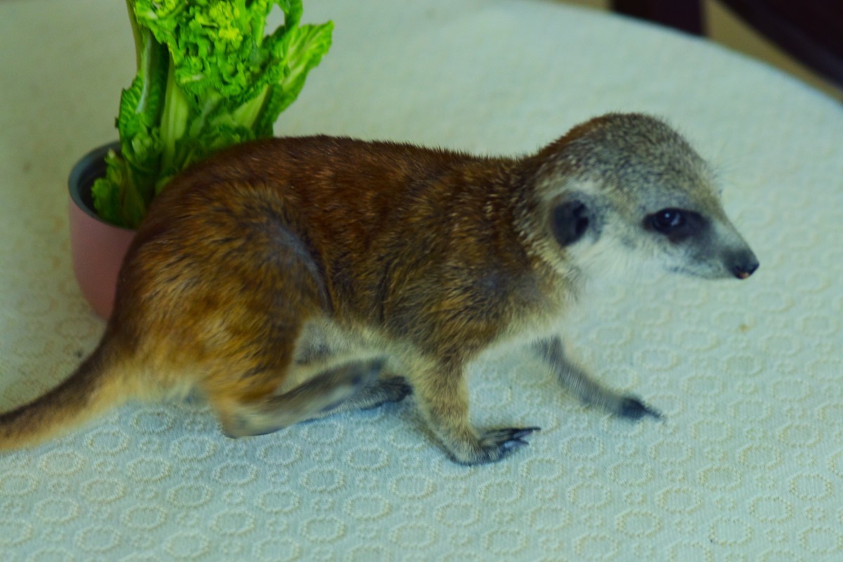 狐獴