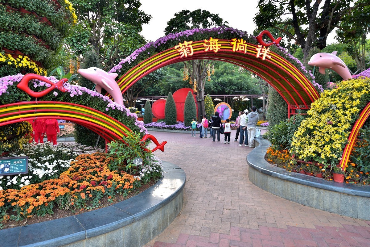 观菊赏花14