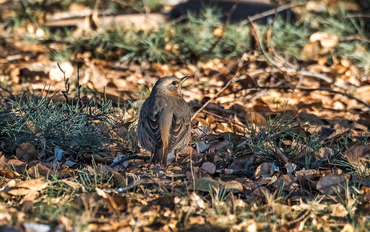 红尾鸫（五十二）