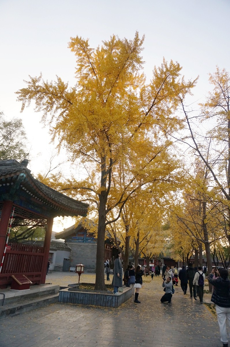 国子监3——北京行摄