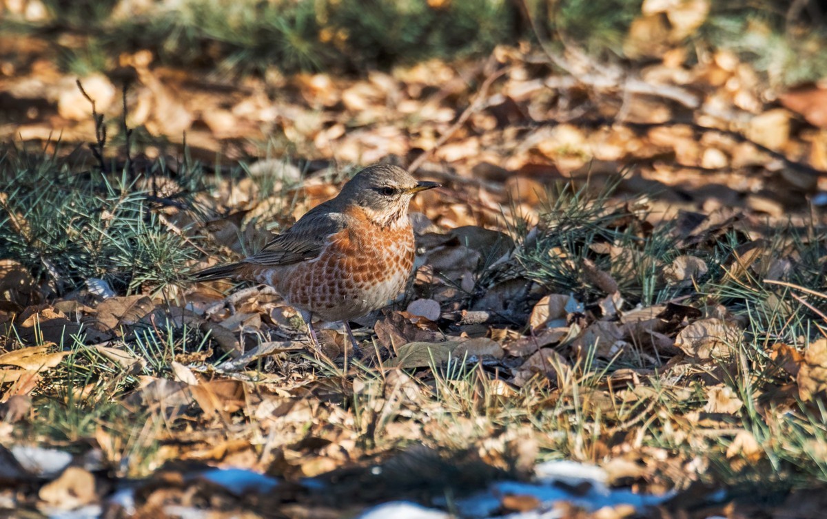 红尾鸫（五十二）