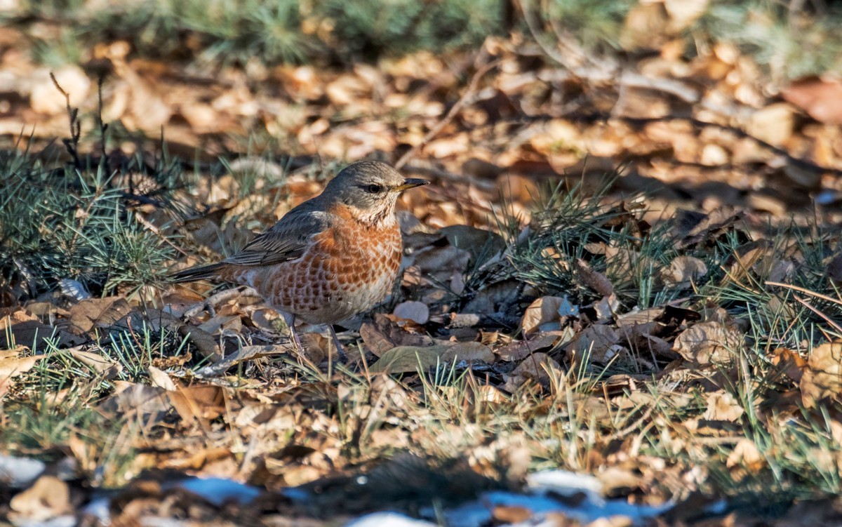 红尾鸫（五十二）