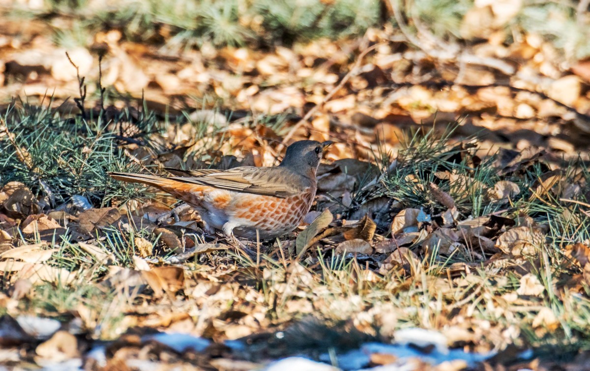 红尾鸫（五十二）
