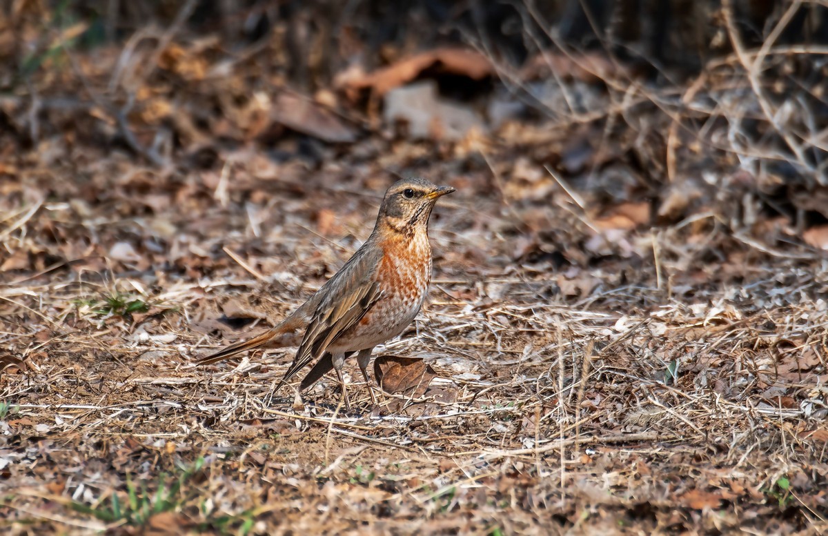红尾鸫（五十二）