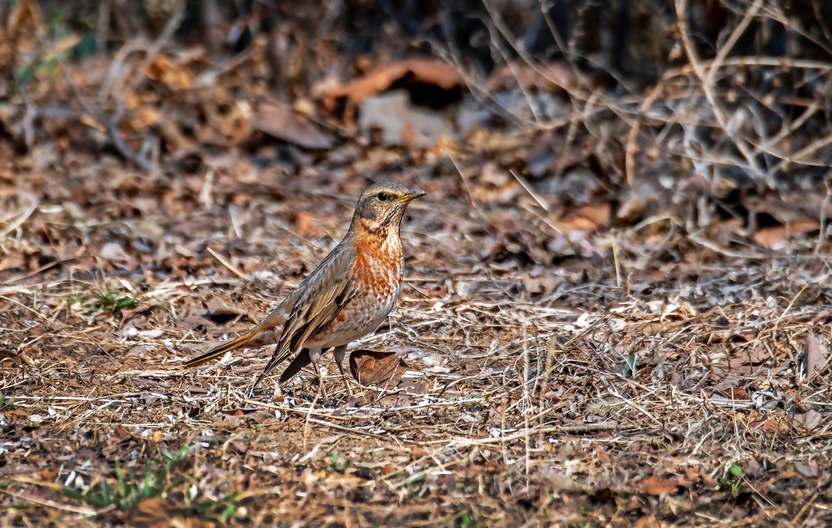 红尾鸫（五十二）