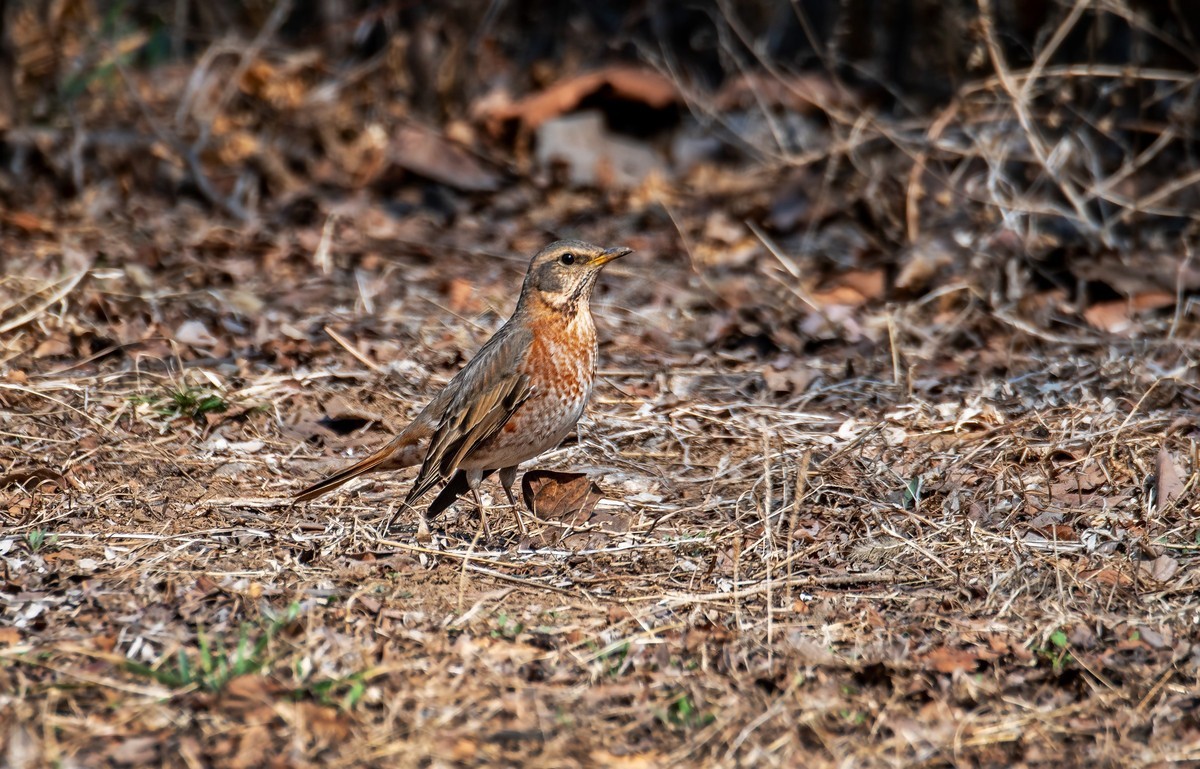 红尾鸫（五十二）