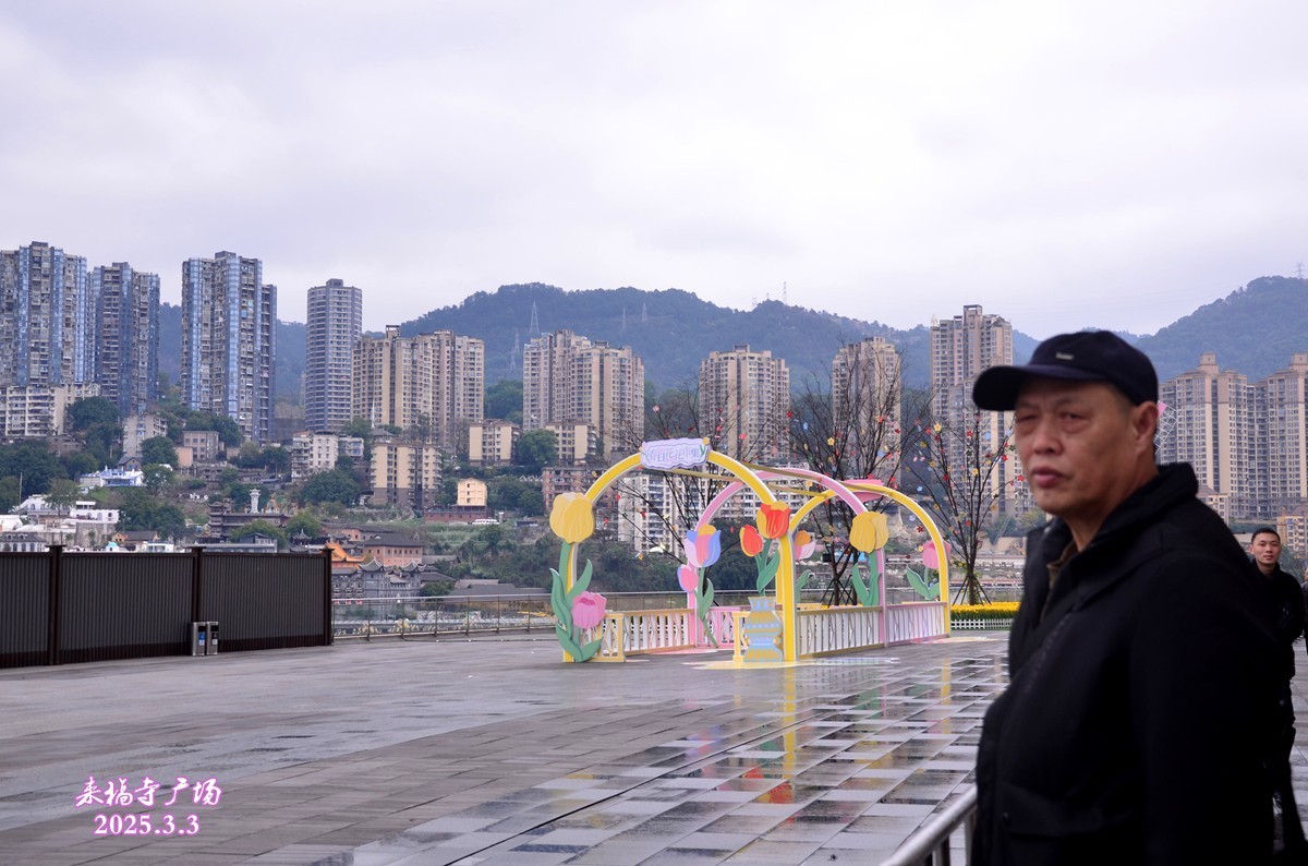 朝天门广场郁金香(一)