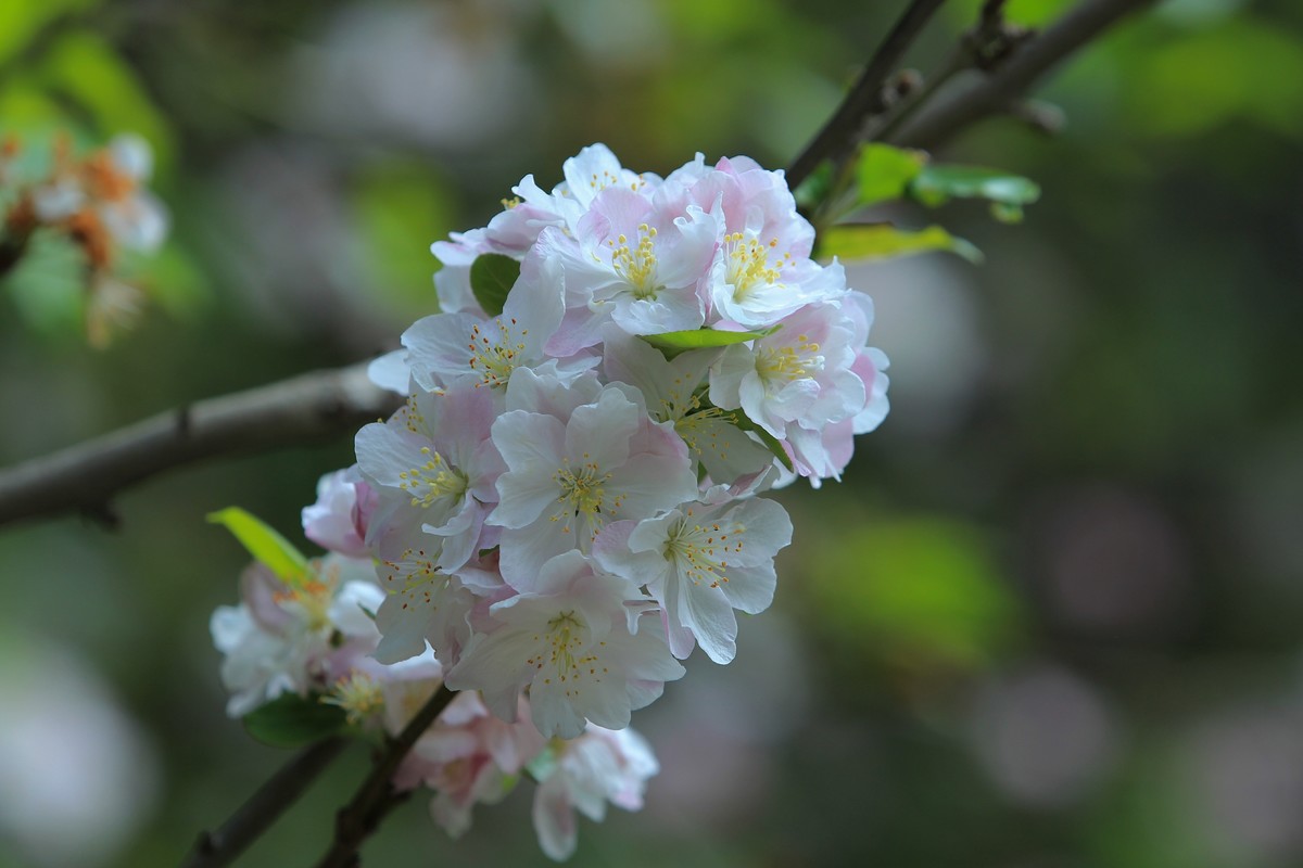 拍摄花卉一（567）