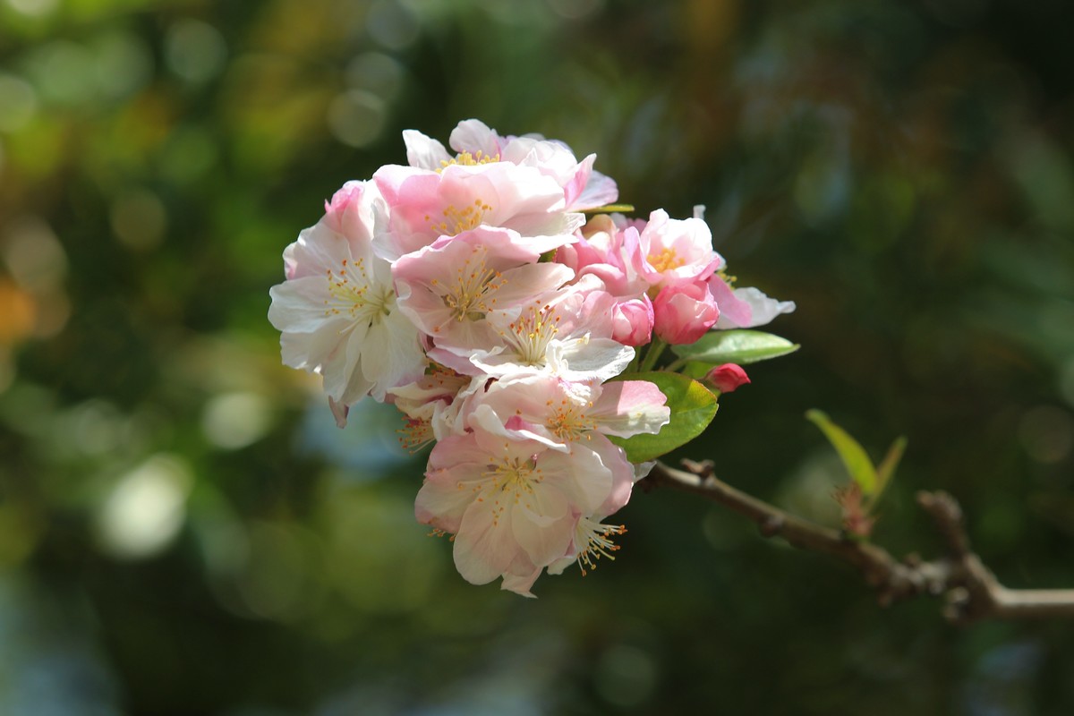 拍摄花卉一（567）