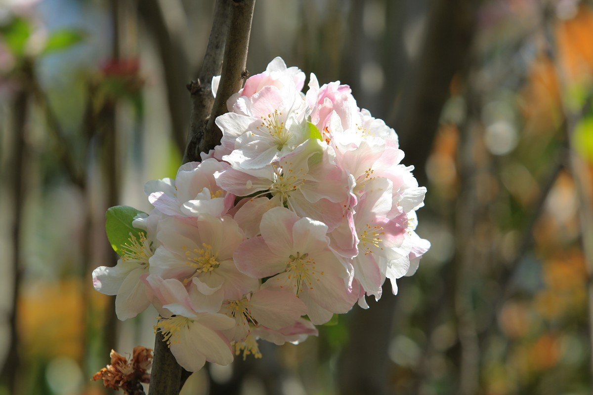 拍摄花卉一（567）