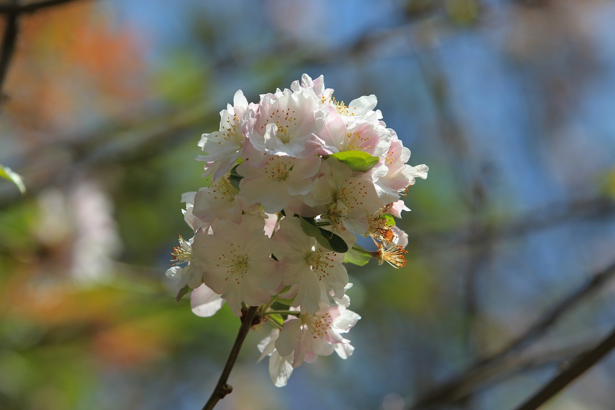 拍摄花卉一（567）