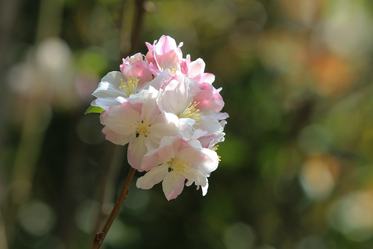 拍摄花卉一（567）