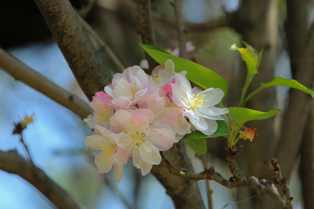 拍摄花卉一（567）