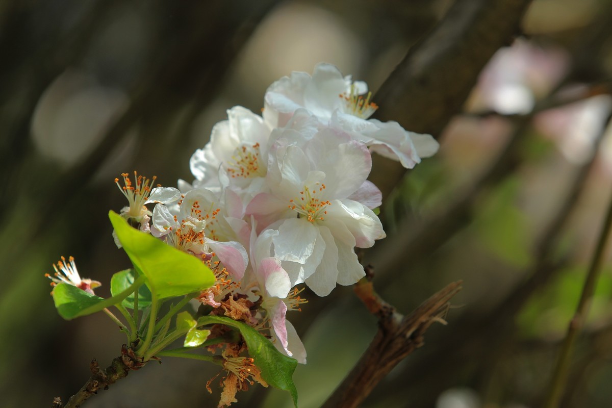 拍摄花卉一（567）