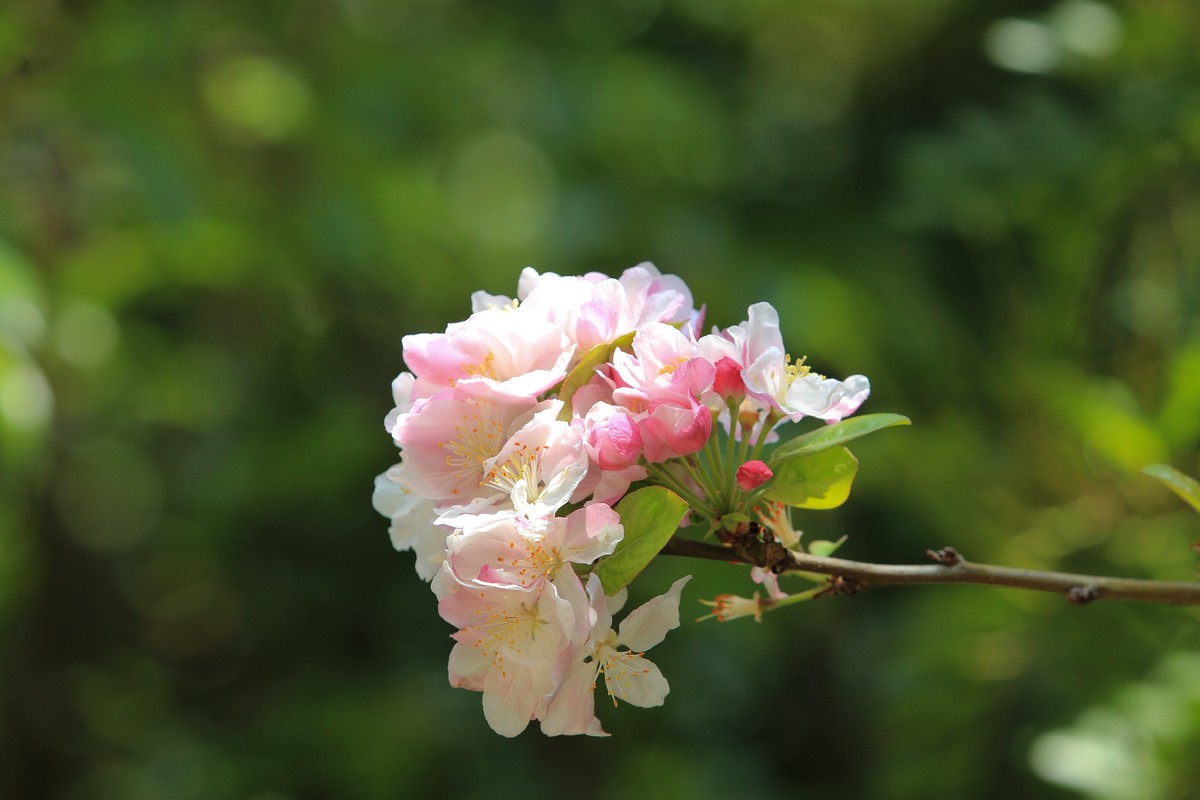 拍摄花卉一（567）