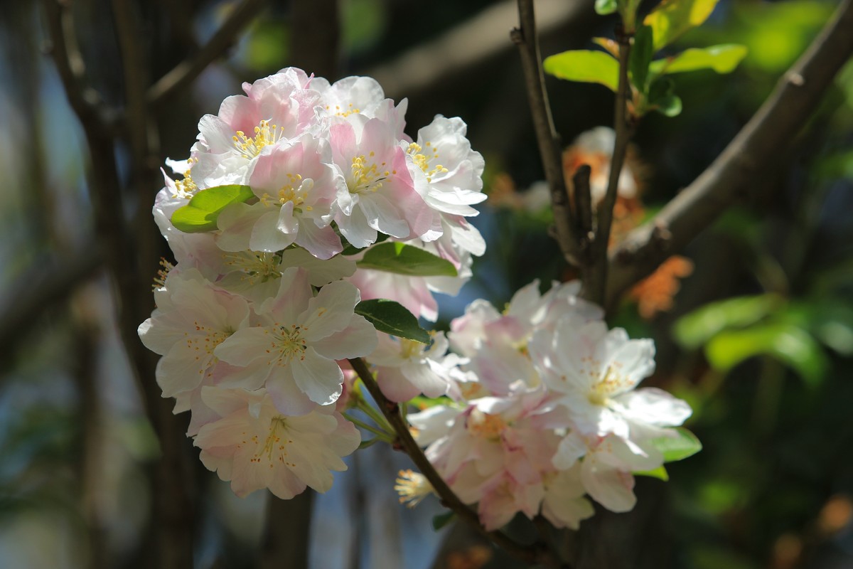 拍摄花卉一（567）