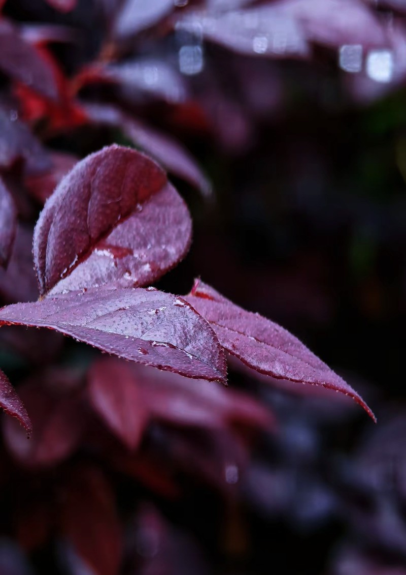 带雨洙的红花繼木