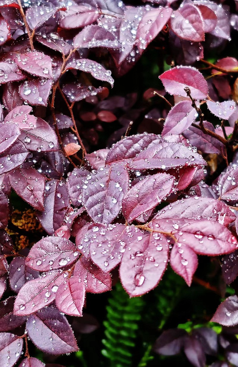 带雨洙的红花繼木