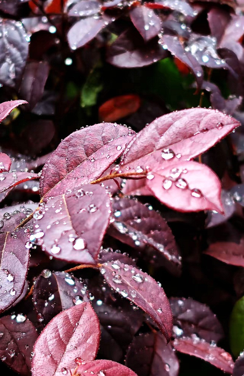 带雨洙的红花繼木