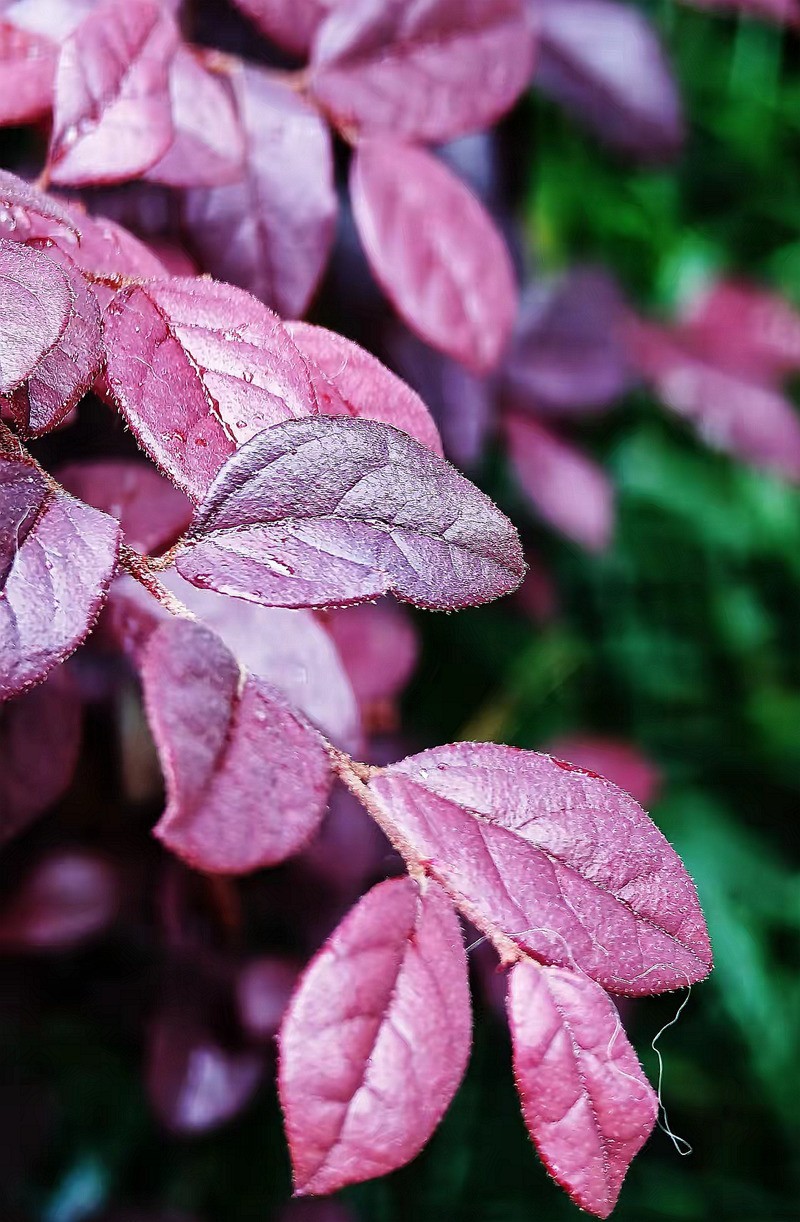 带雨洙的红花繼木