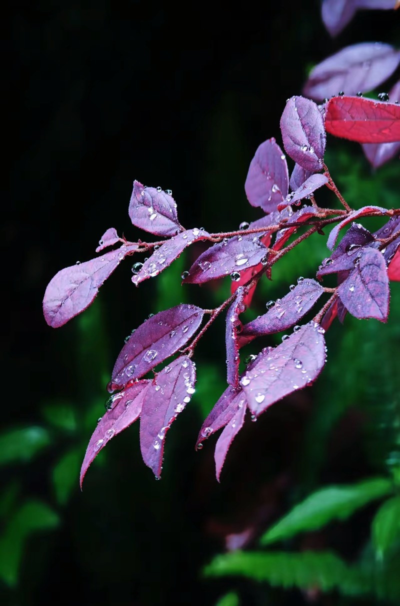带雨洙的红花繼木