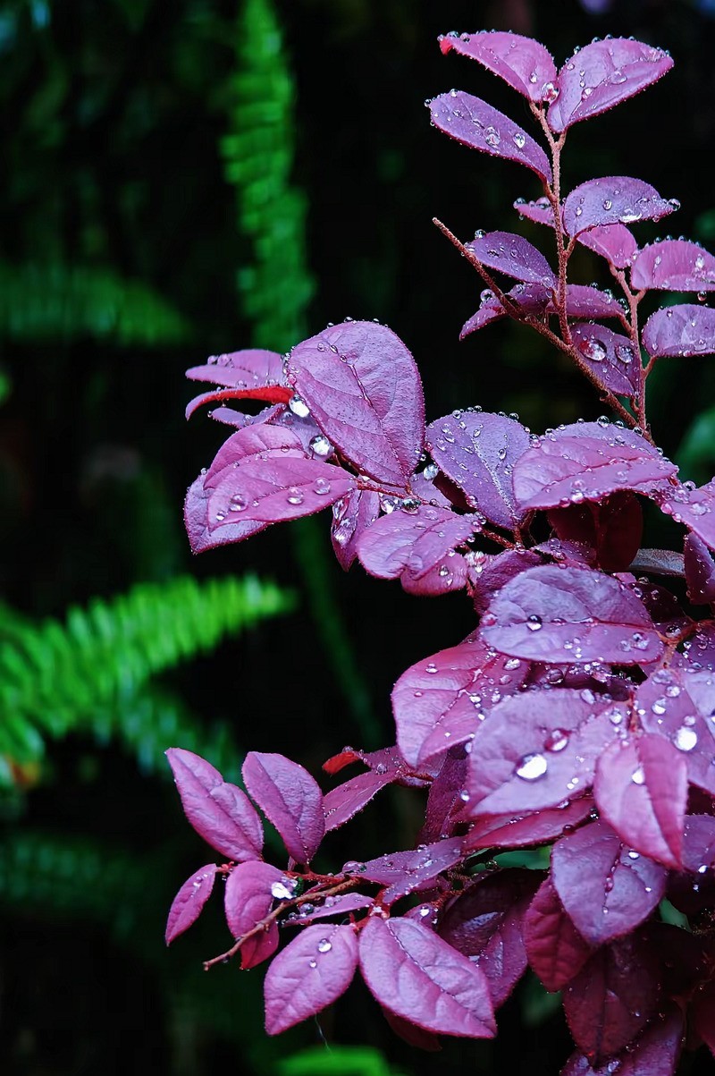 带雨洙的红花繼木