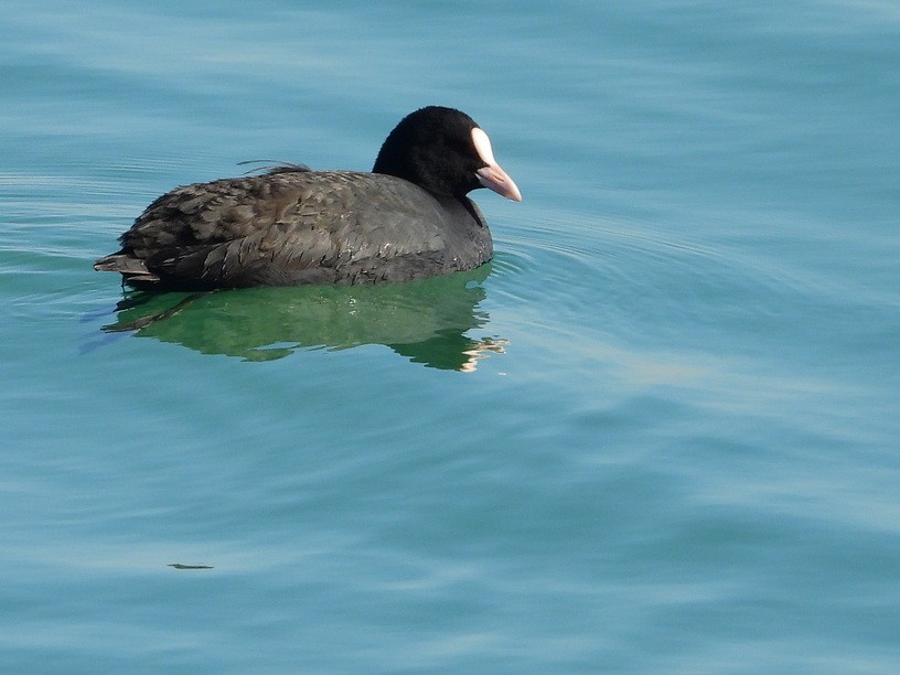 知道的和不知道的水鸟