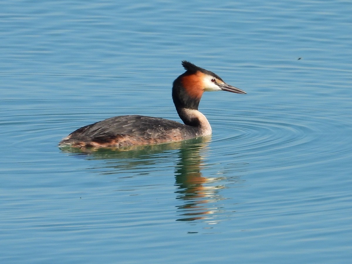 知道的和不知道的水鸟