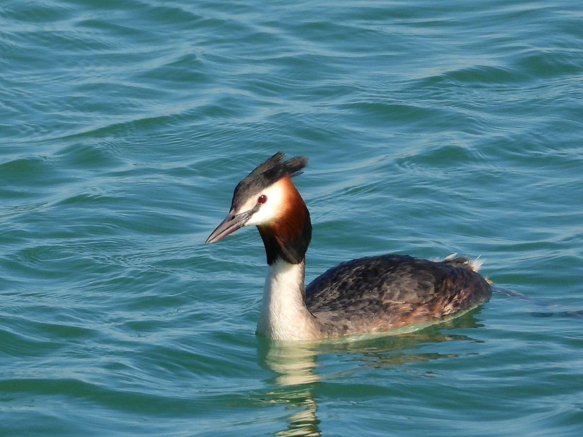 知道的和不知道的水鸟
