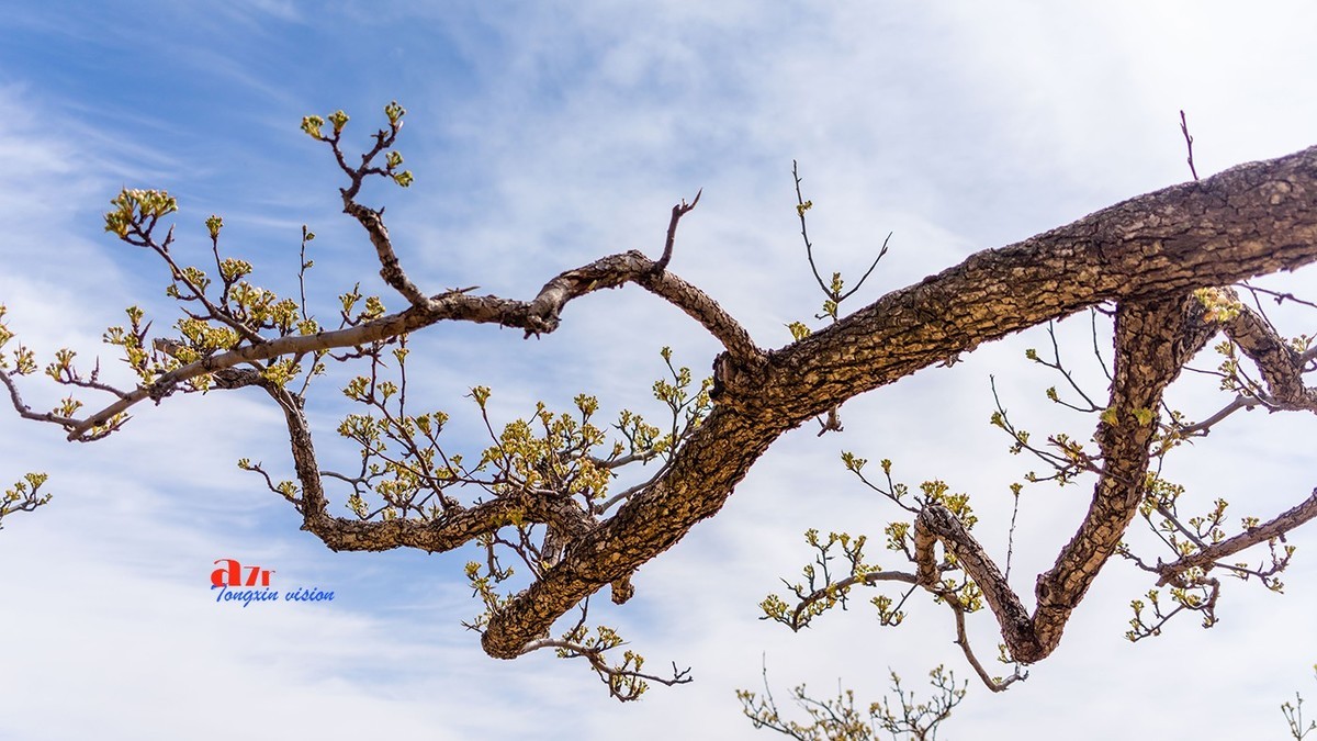 毛岭沟里的梨树（1）