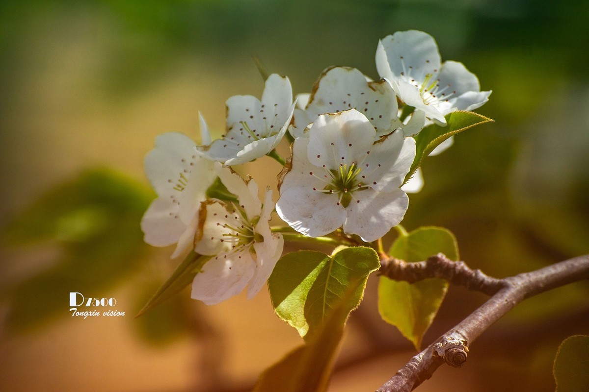 毛岭沟里的梨树（1）