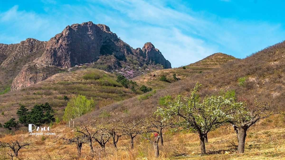 毛岭沟里的梨树（1）