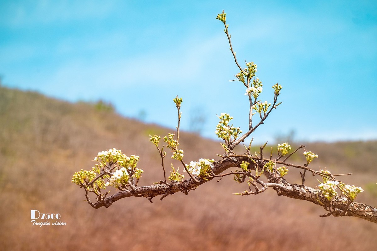 毛岭沟里的梨树（1）