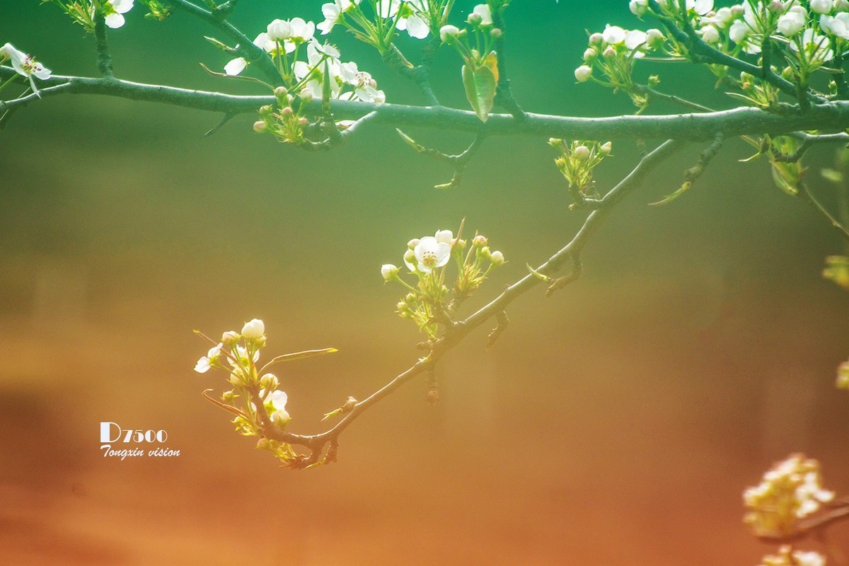 毛岭沟里的梨树（1）