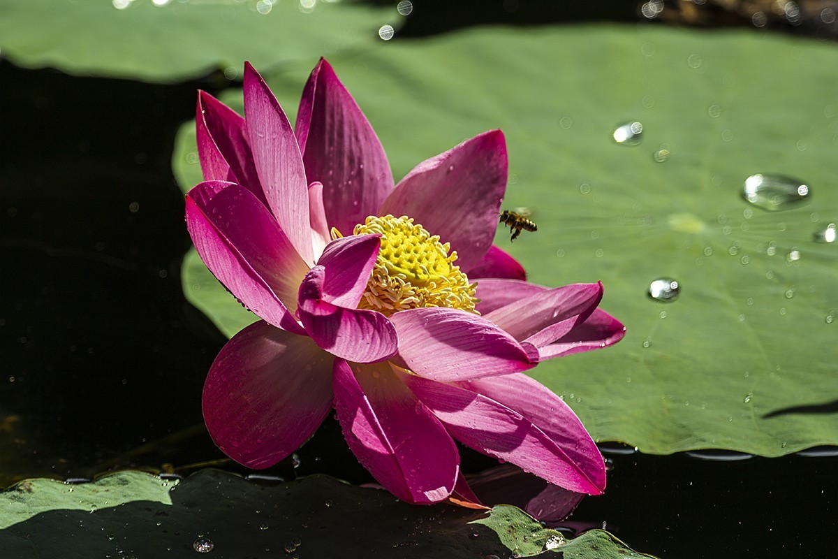 一朵芙蕖初照水，涂朱施粉未相如。