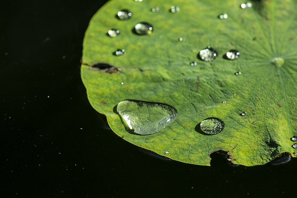 一朵芙蕖初照水，涂朱施粉未相如。