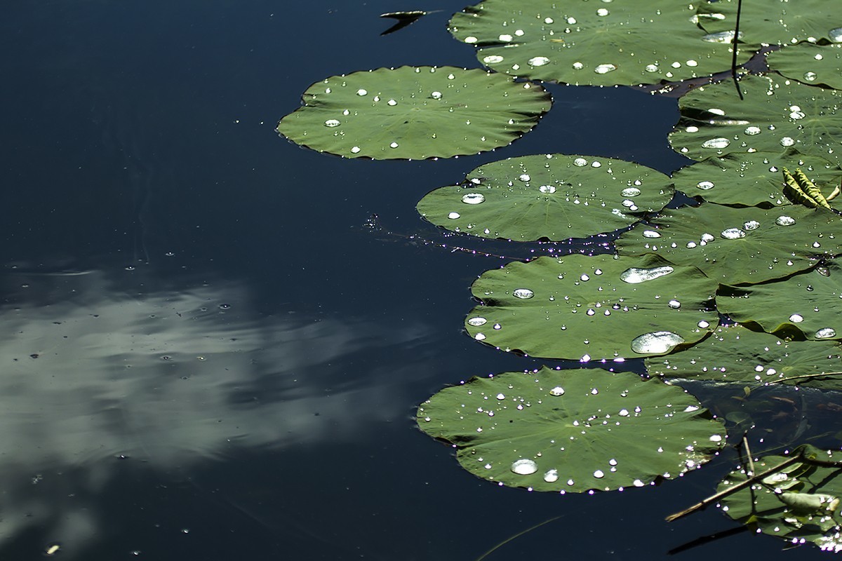 一朵芙蕖初照水，涂朱施粉未相如。