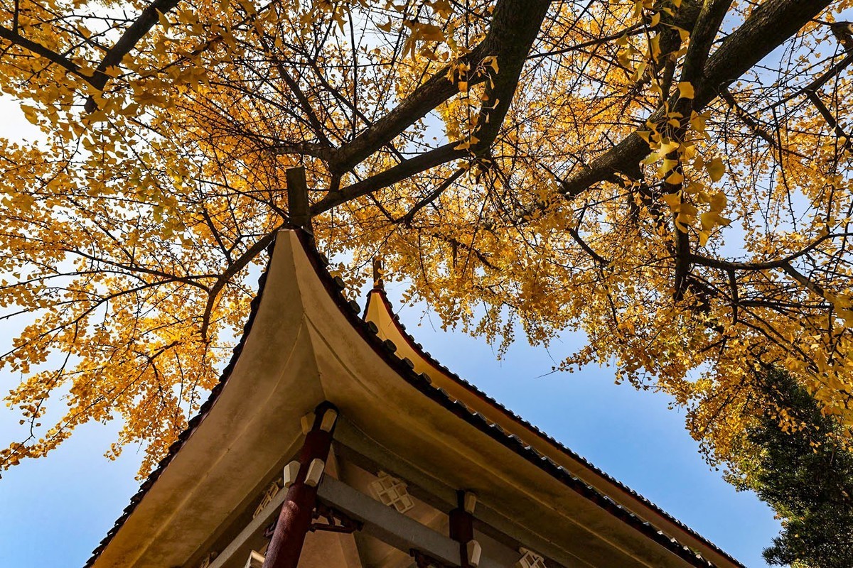 #留住美丽秋天#秋红,,秋黄