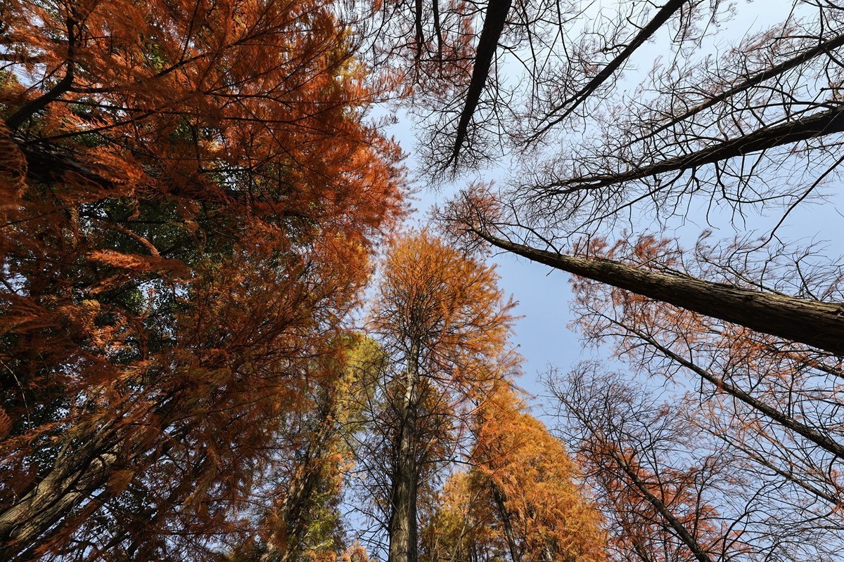 #留住美丽秋天#秋红,,秋黄