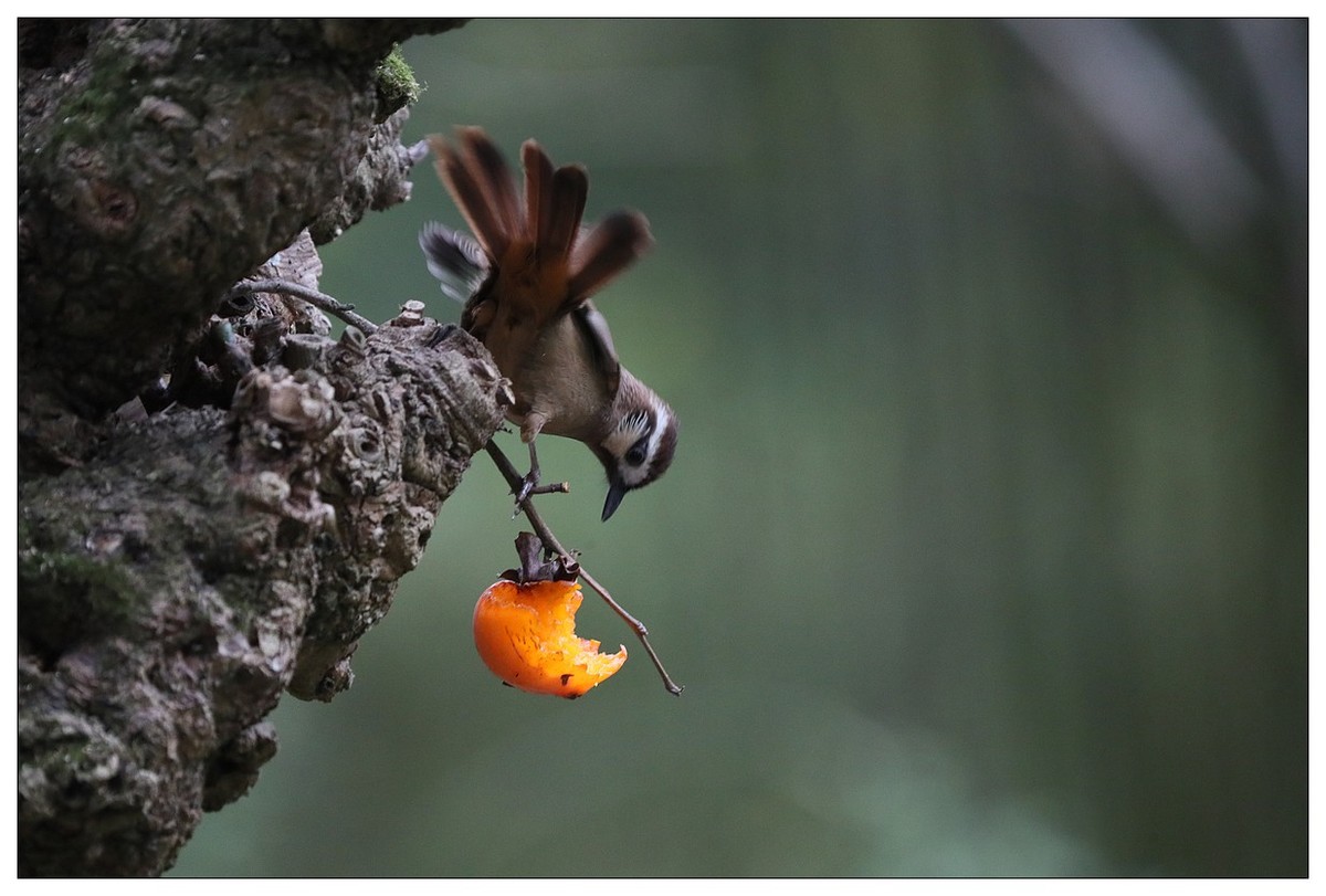 画眉鸟吃柿子