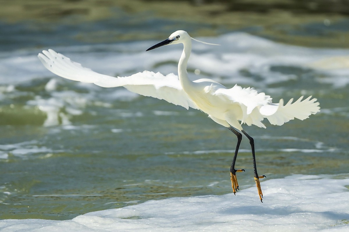 西堤拍白鹭（尼康500mm f5.6E PF ED VR 试镜）