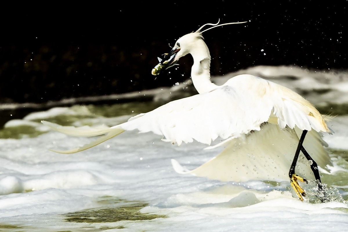 西堤拍白鹭（尼康500mm f5.6E PF ED VR 试镜）