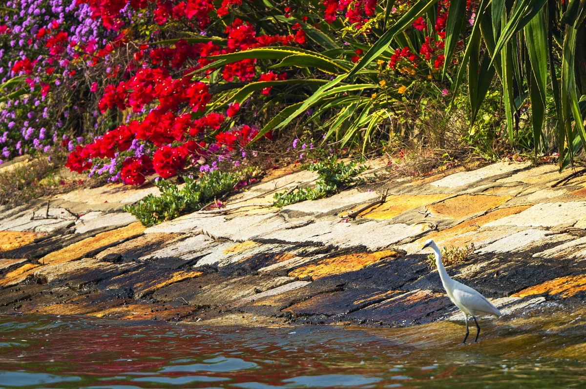 西堤拍白鹭（尼康500mm f5.6E PF ED VR 试镜）