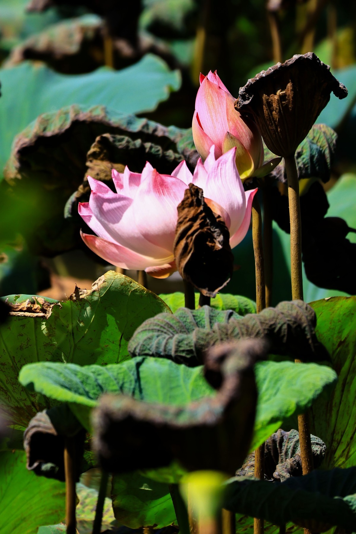 大暑节气，烈日中的荷花