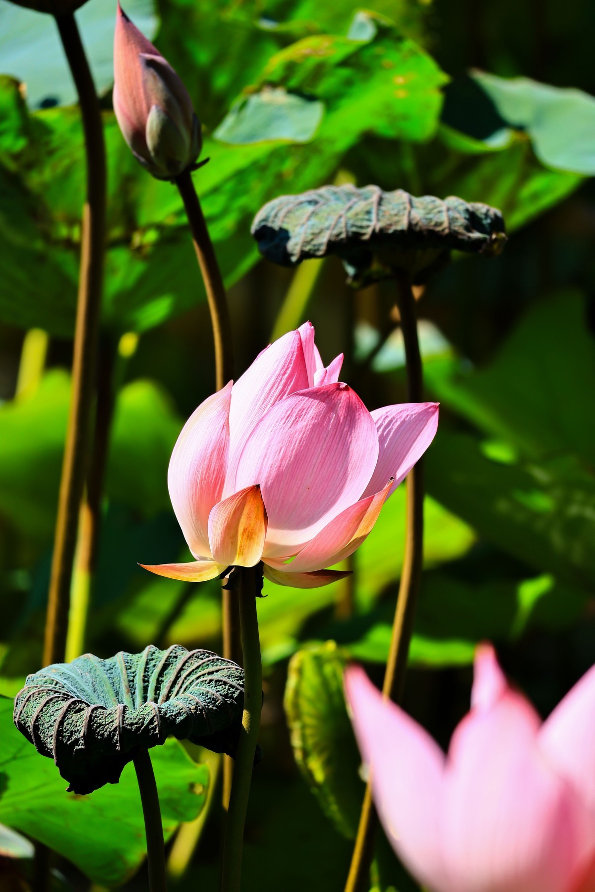 大暑节气，烈日中的荷花